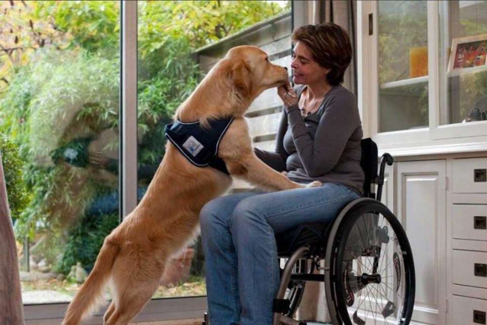 Helping the Dutch Service Dogs Foundation