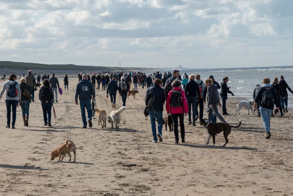 Succes! Bijna 1.000 wandelaars én honden op pad voor Hulphond Nederland